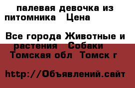 палевая девочка из питомника › Цена ­ 40 000 - Все города Животные и растения » Собаки   . Томская обл.,Томск г.